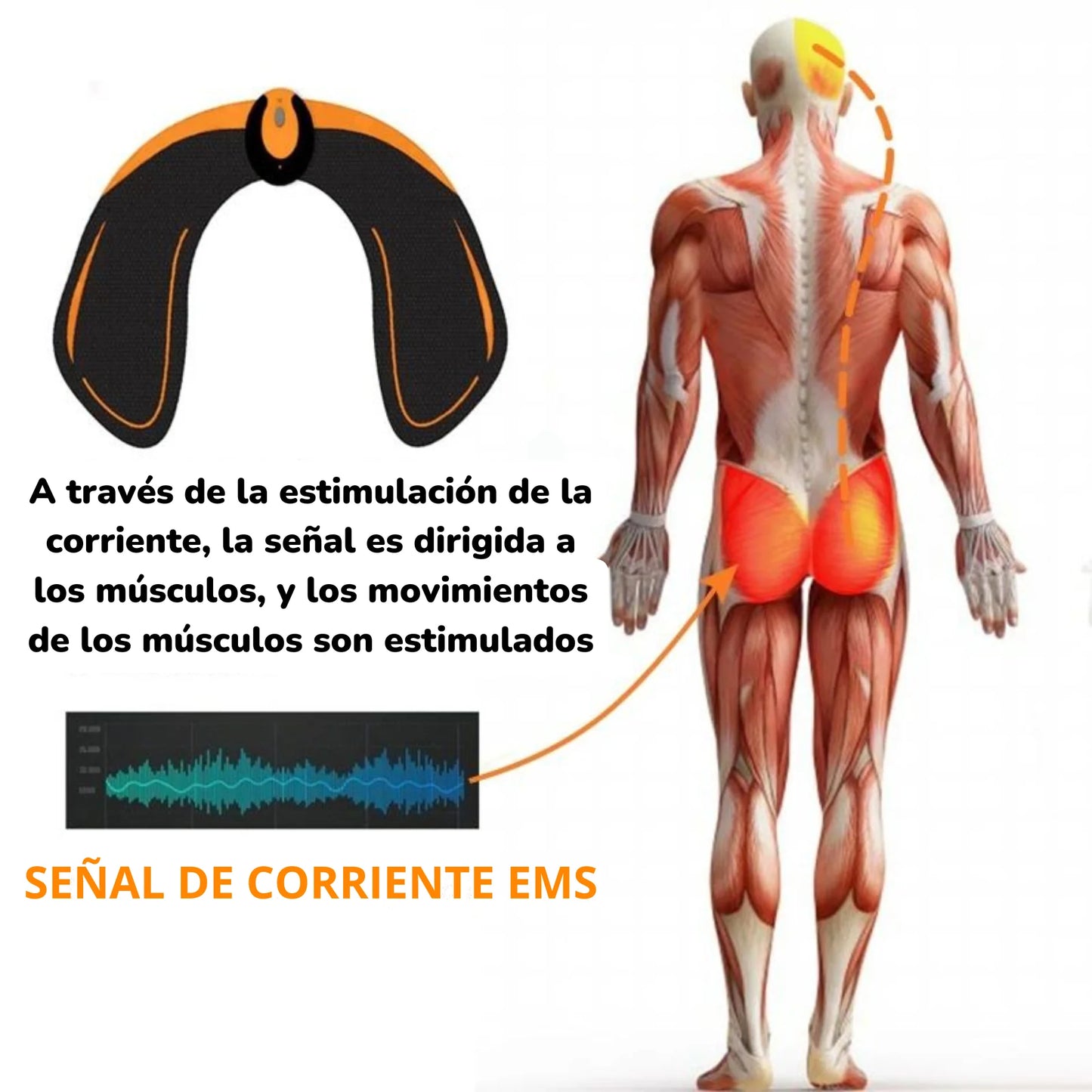 GluteFit Max™ TONIFICADOR DE GLUTEOS